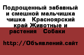 Подрощенный,забавный и смешной мальчишка-чишка - Красноярский край Животные и растения » Собаки   
